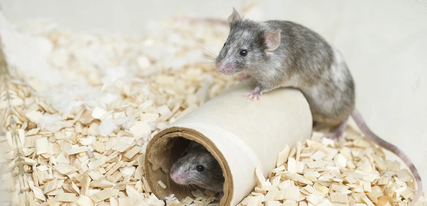 Study Links Cat Tumors to Human Cancer Genetics