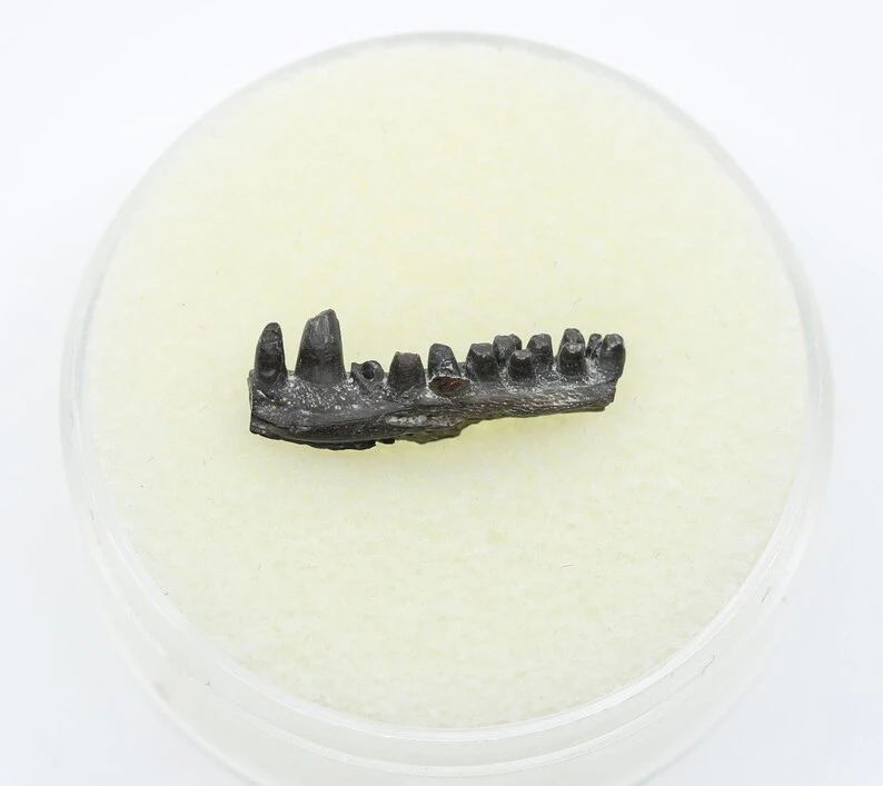 Ancient lizard fossils reveal early respiratory evolution