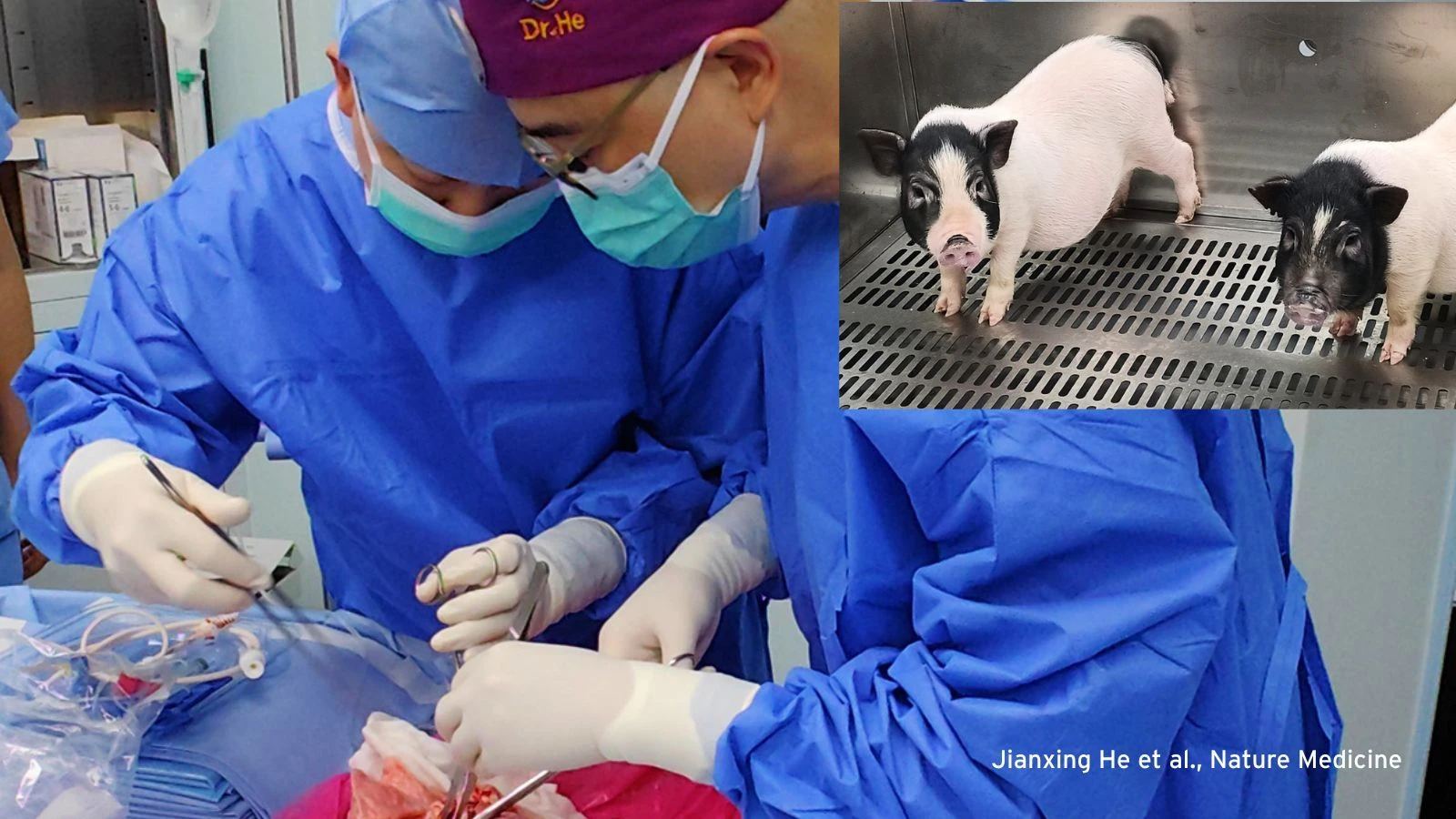 UK Scientists Grow Functional Food Pipes for Transplant