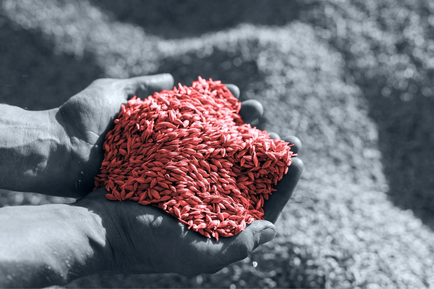 Strait of Hormuz Blockade Threatens Global Fertilizer Supply