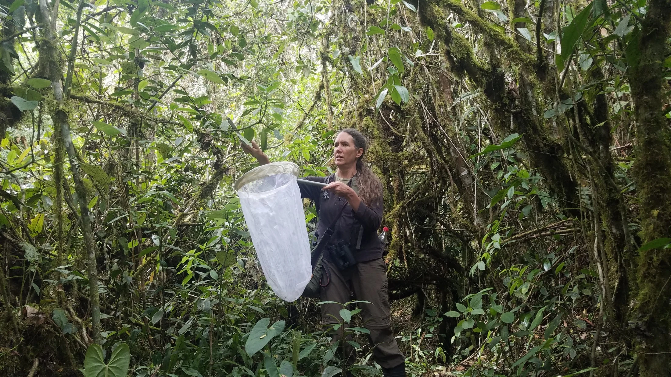 Tropical Insects Face Limits Amid Rising Temperatures