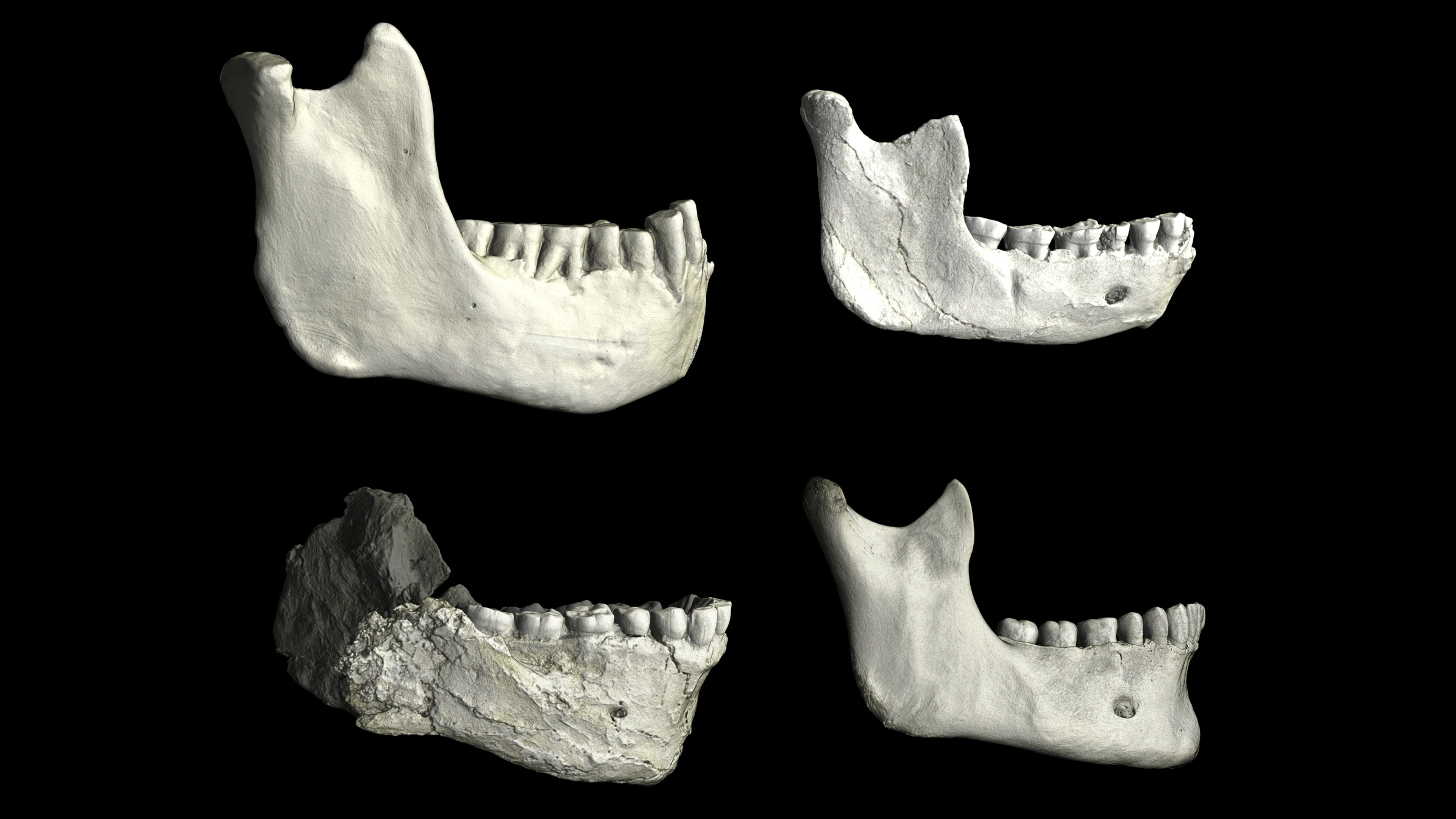 New Fossil Ape Genus Discovered in North Africa