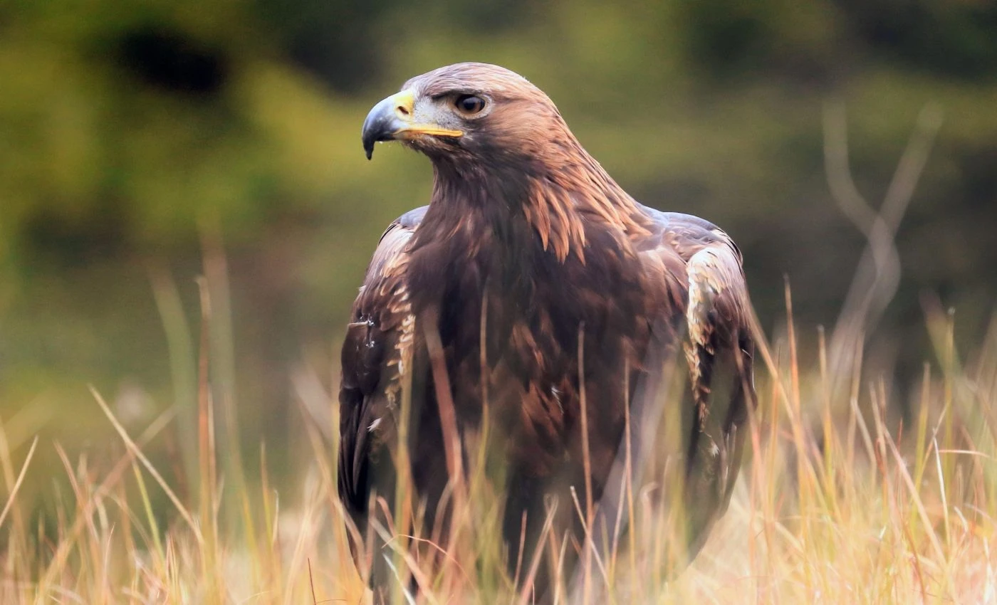 Research reveals 'death vortex' threatens Nevada golden eagles