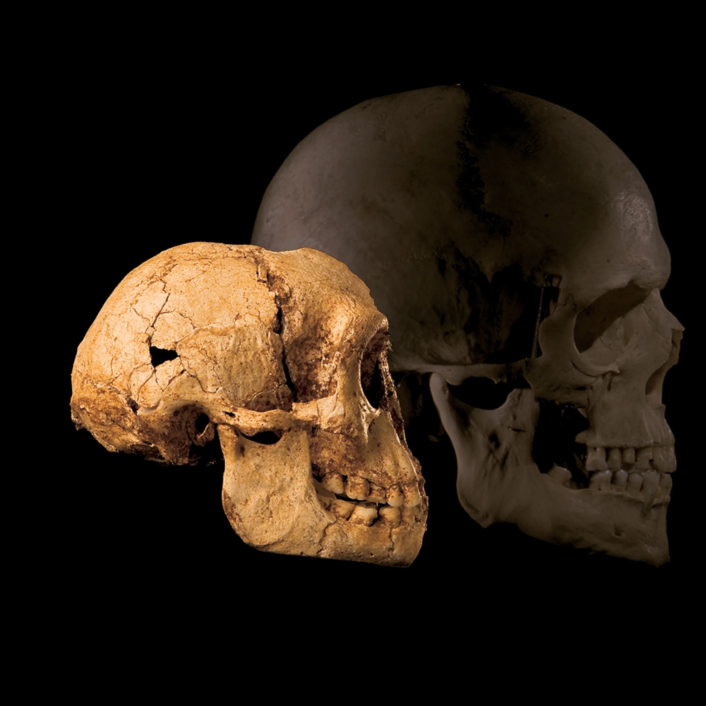 Ancient Hominin Fossils Discovered in Morocco Cave