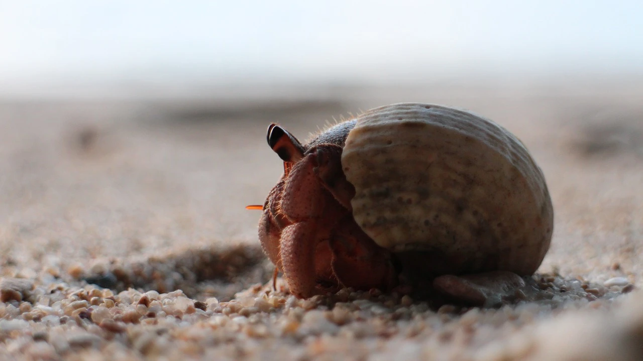 Study reveals ancient mechanism for limb regeneration in species