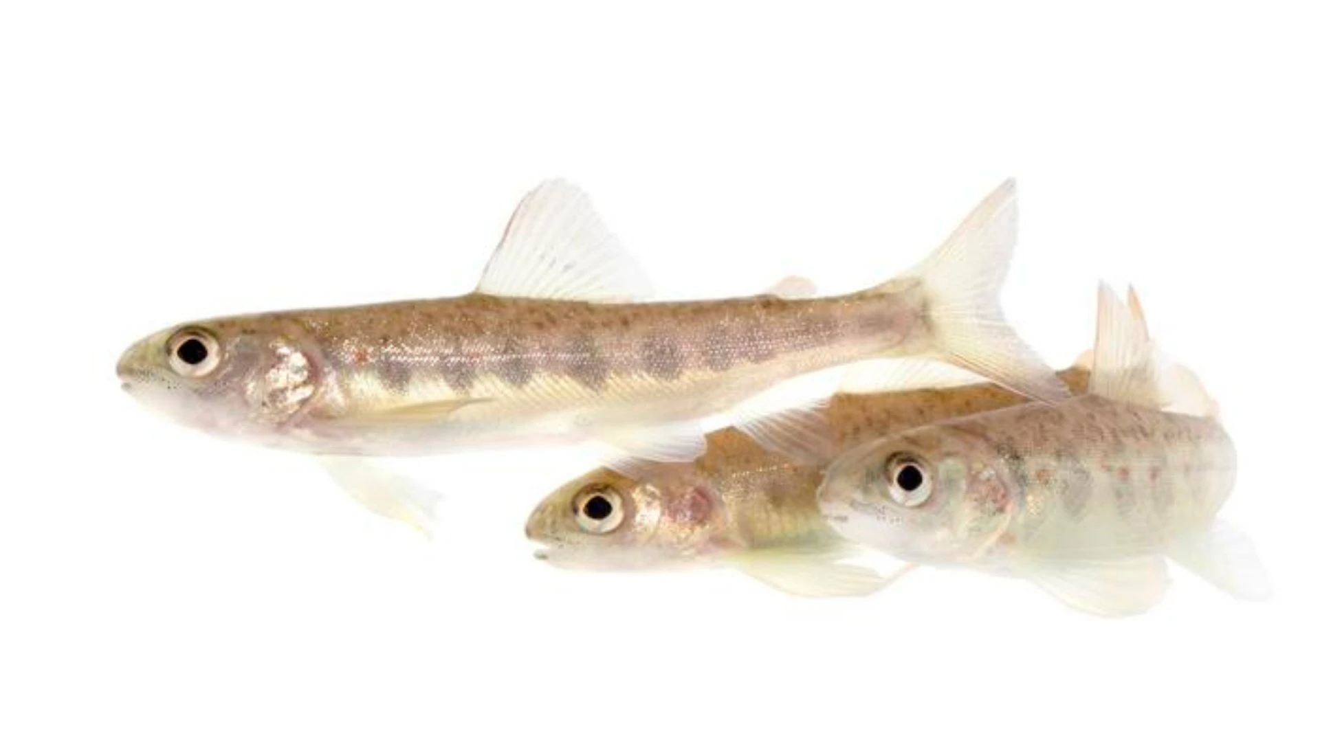 Cocaine Exposure Alters Atlantic Salmon Behavior and Dispersal