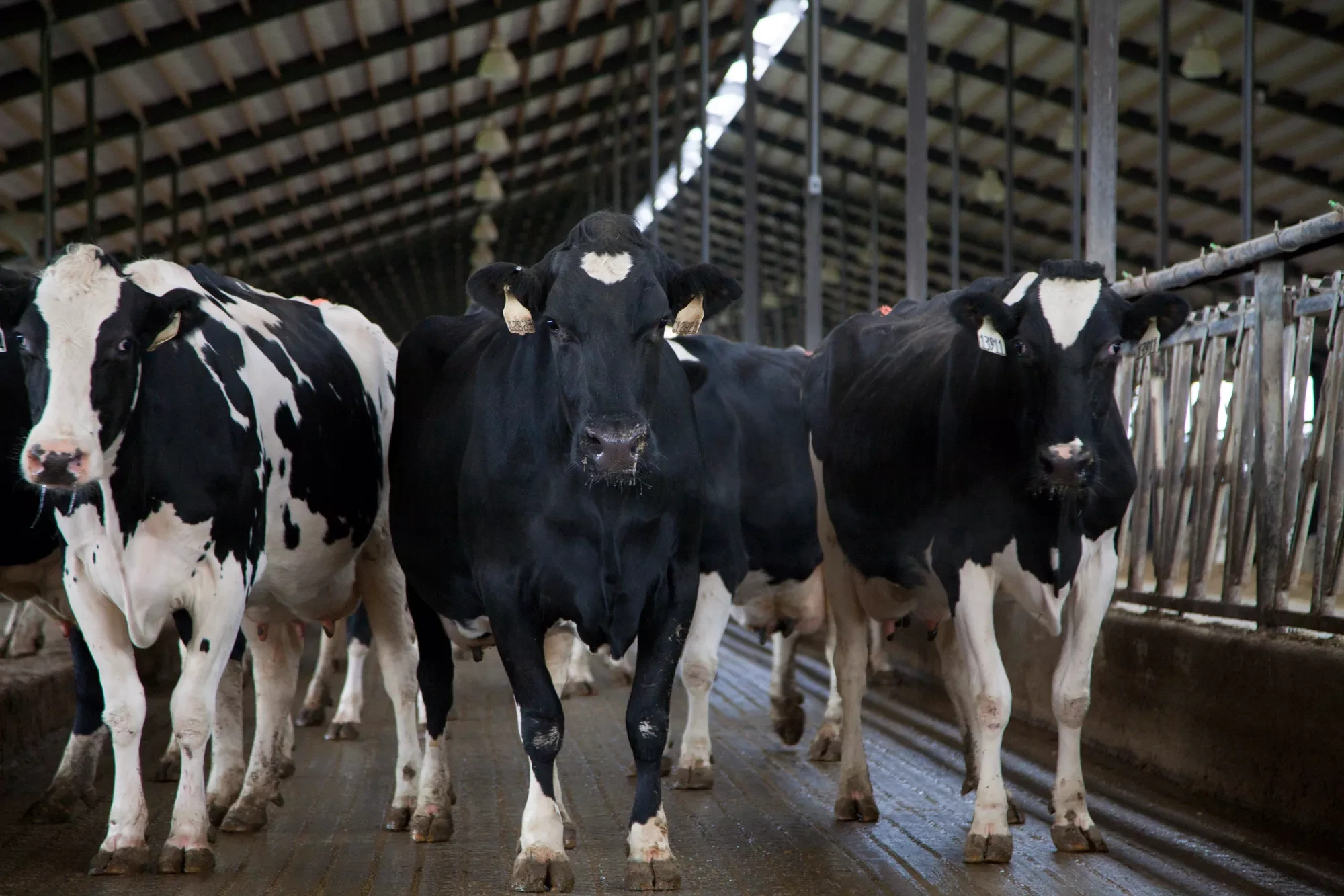 New Organelle Discovered in Cattle Gut Microbes