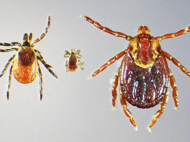 Pfizer and Valneva Advance Lyme Disease Vaccine Trials