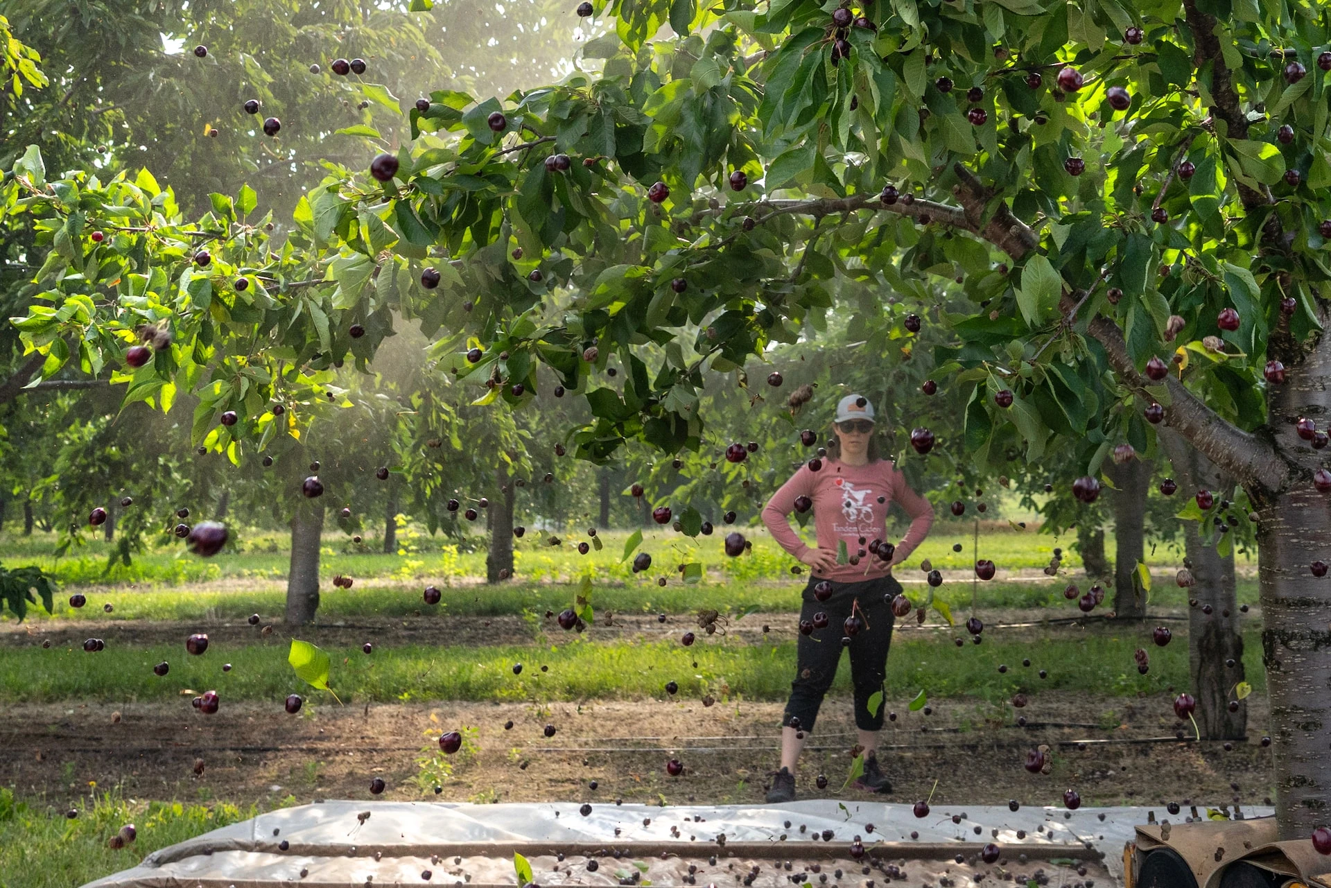 Michigan Farmers Use Kestrels to Protect Cherry Crops