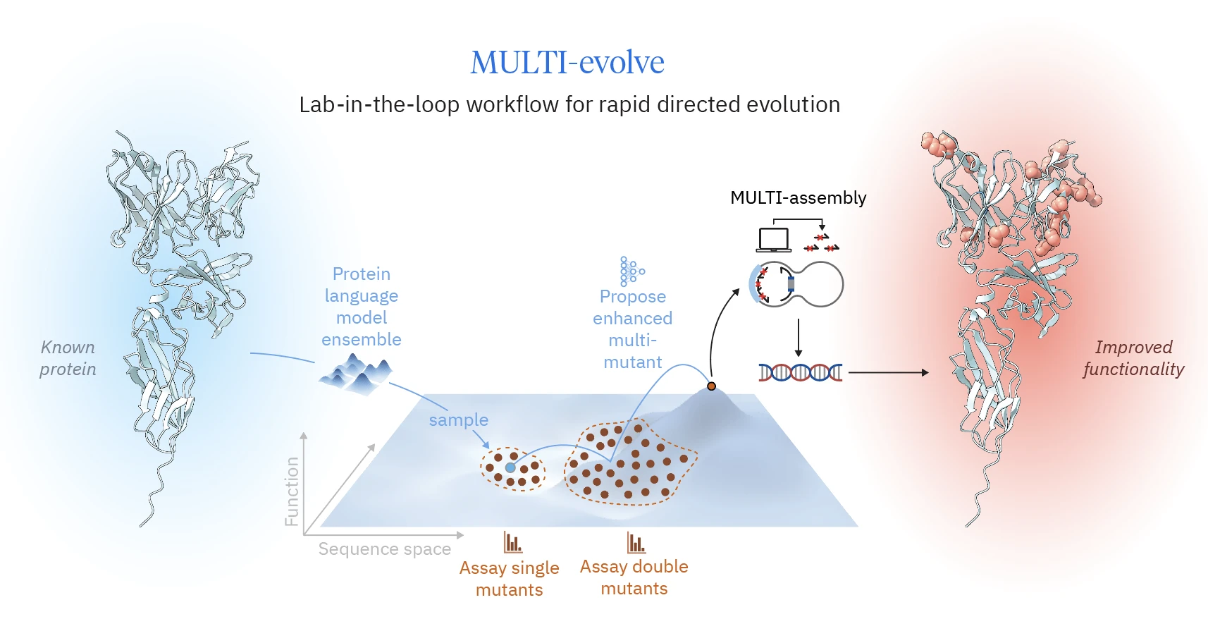 New Machine Learning Framework Accelerates Protein Engineering