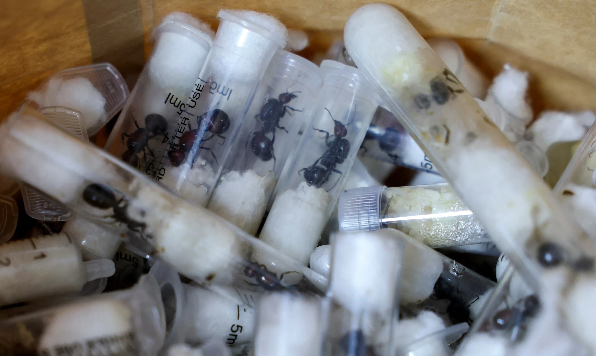 Chinese National Arrested for Smuggling Live Ants
