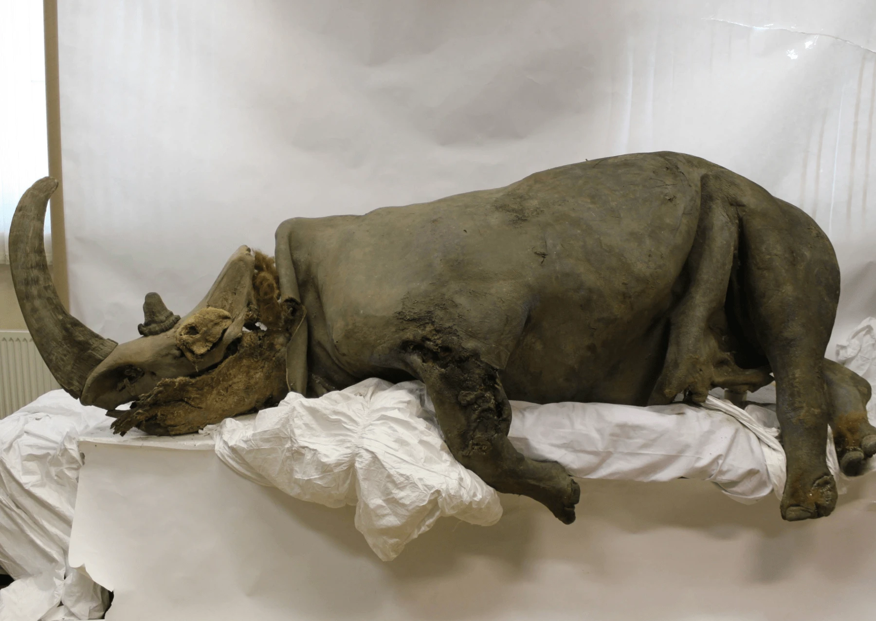 Woolly Rhinoceros Genome Sequenced from Wolf Stomach Sample