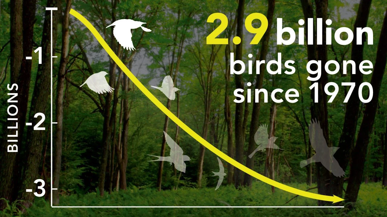 Study finds drastic decline in tropical bird populations