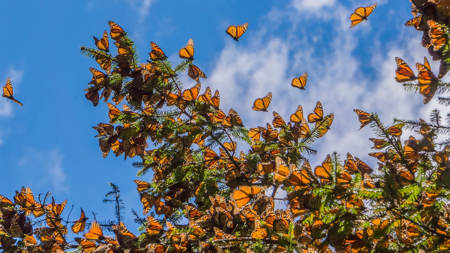 Climate Change Threatens Monarch Butterfly Migration Patterns