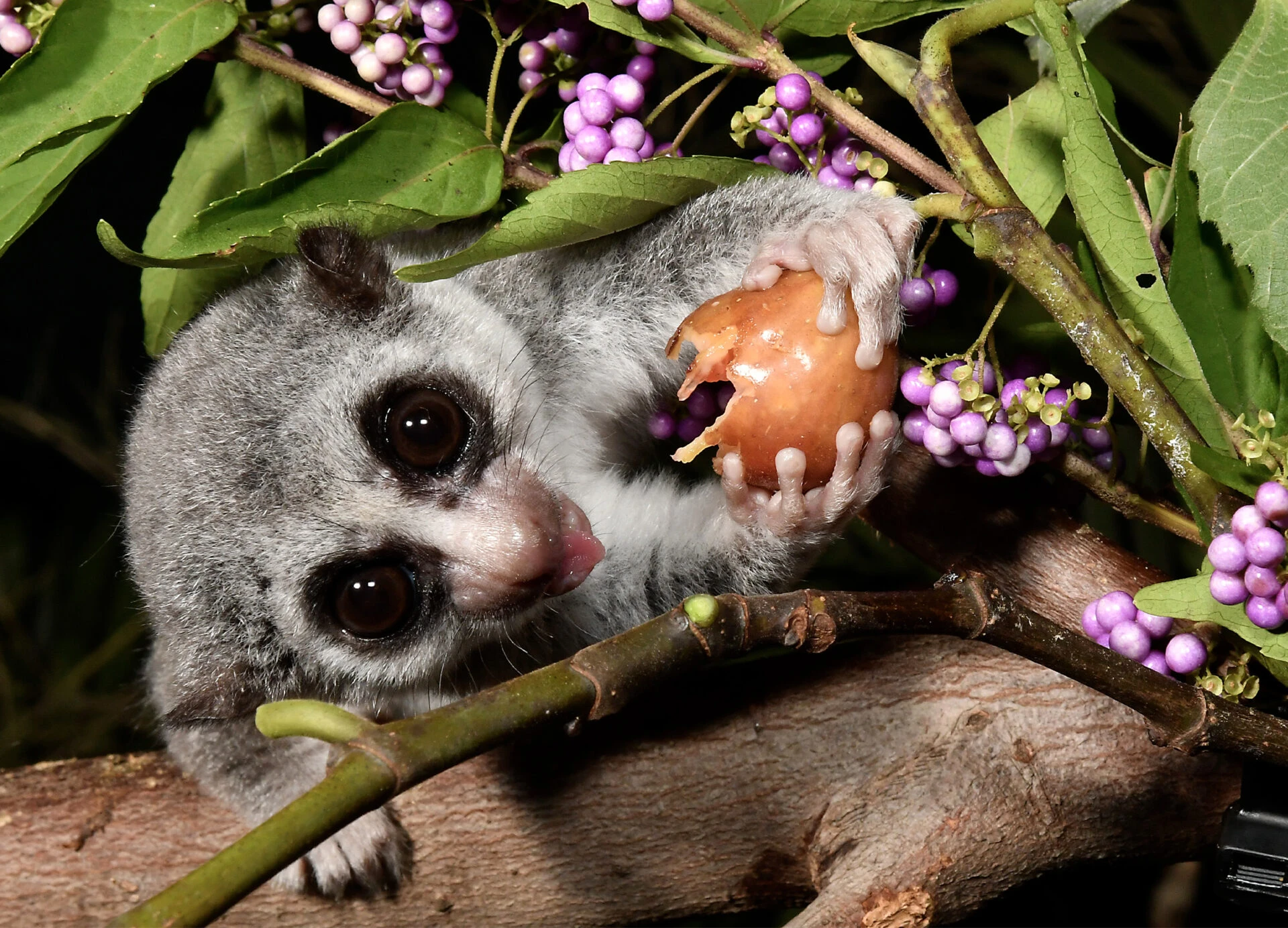 Researchers find lemurs can drastically lower body temperature
