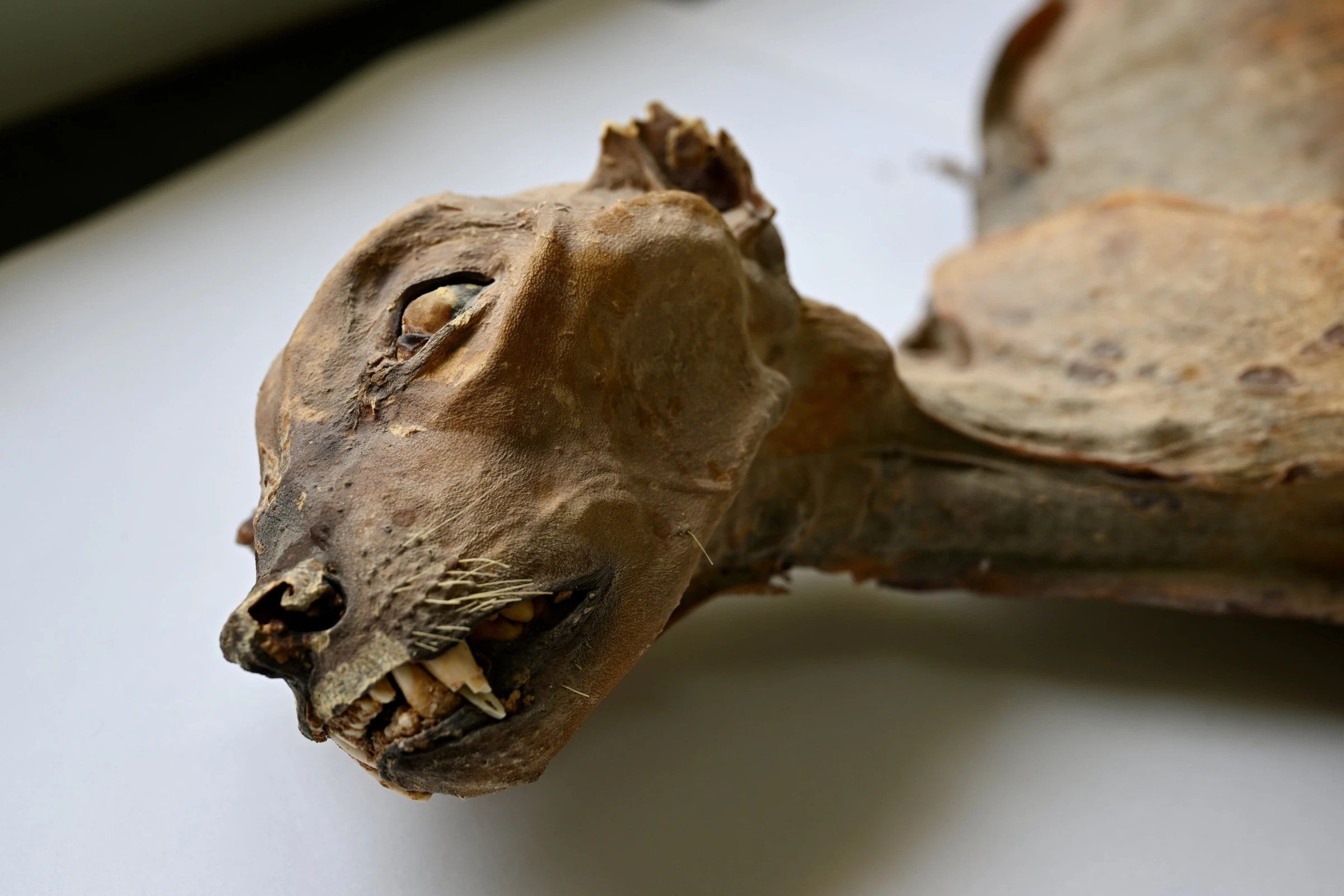 Ancient Cheetah Remains Discovered in Northern Saudi Arabia