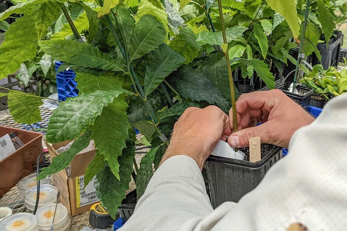 Researchers Use Genomics to Revive American Chestnut Tree