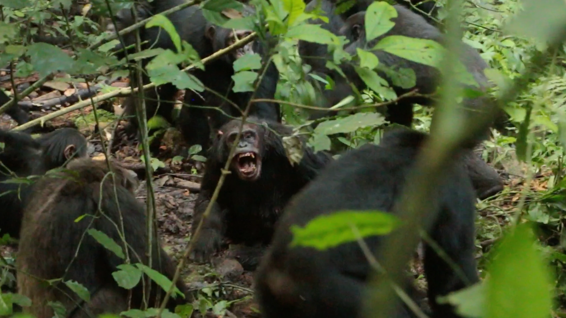 Ngogo chimpanzees experience rare civil war in Uganda