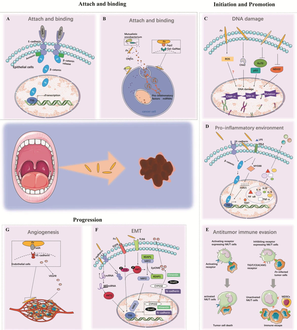 Oral Bacteria Linked to Cancer Development in Mice
