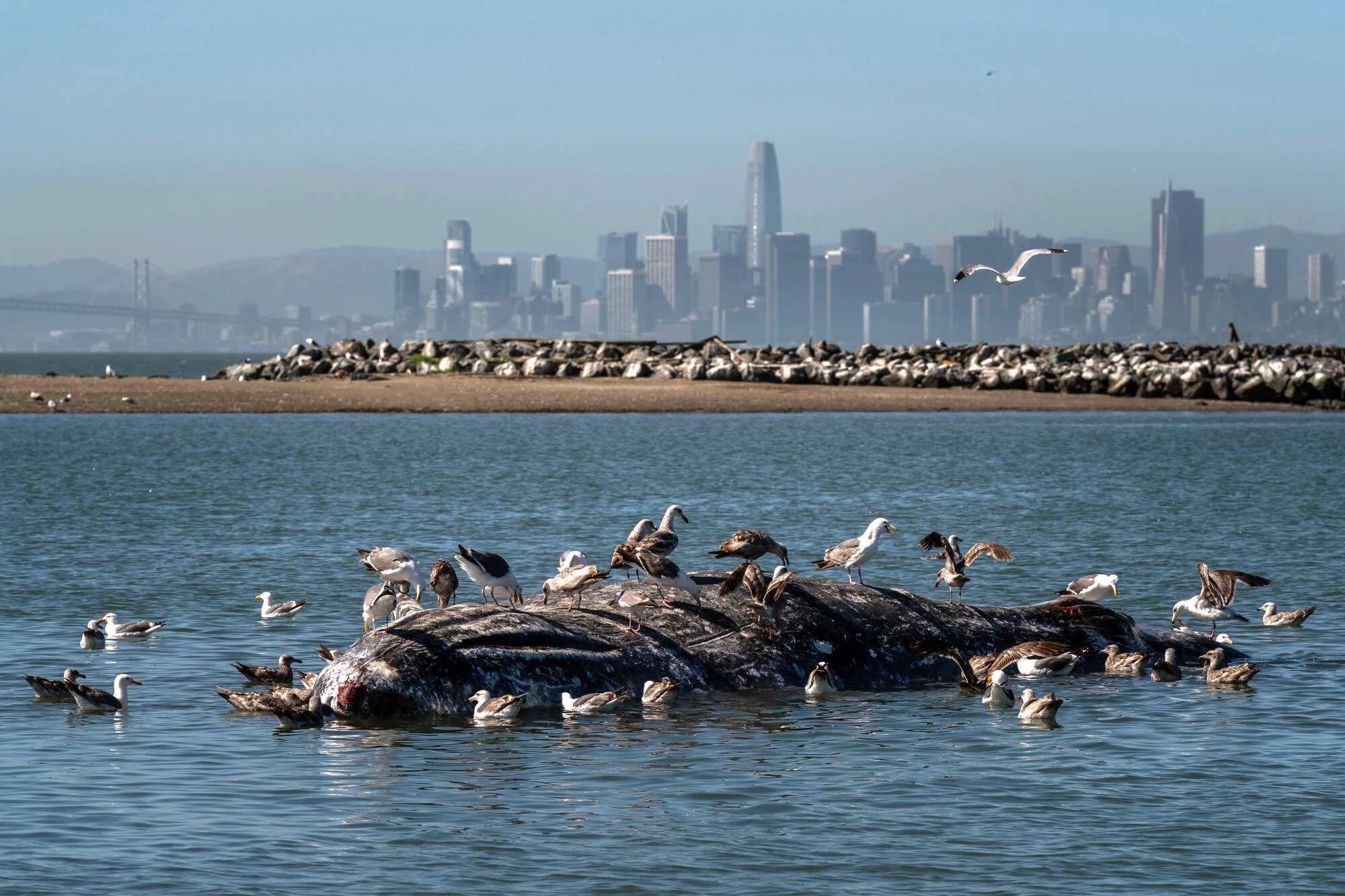 Study finds high gray whale mortality in San Francisco Bay