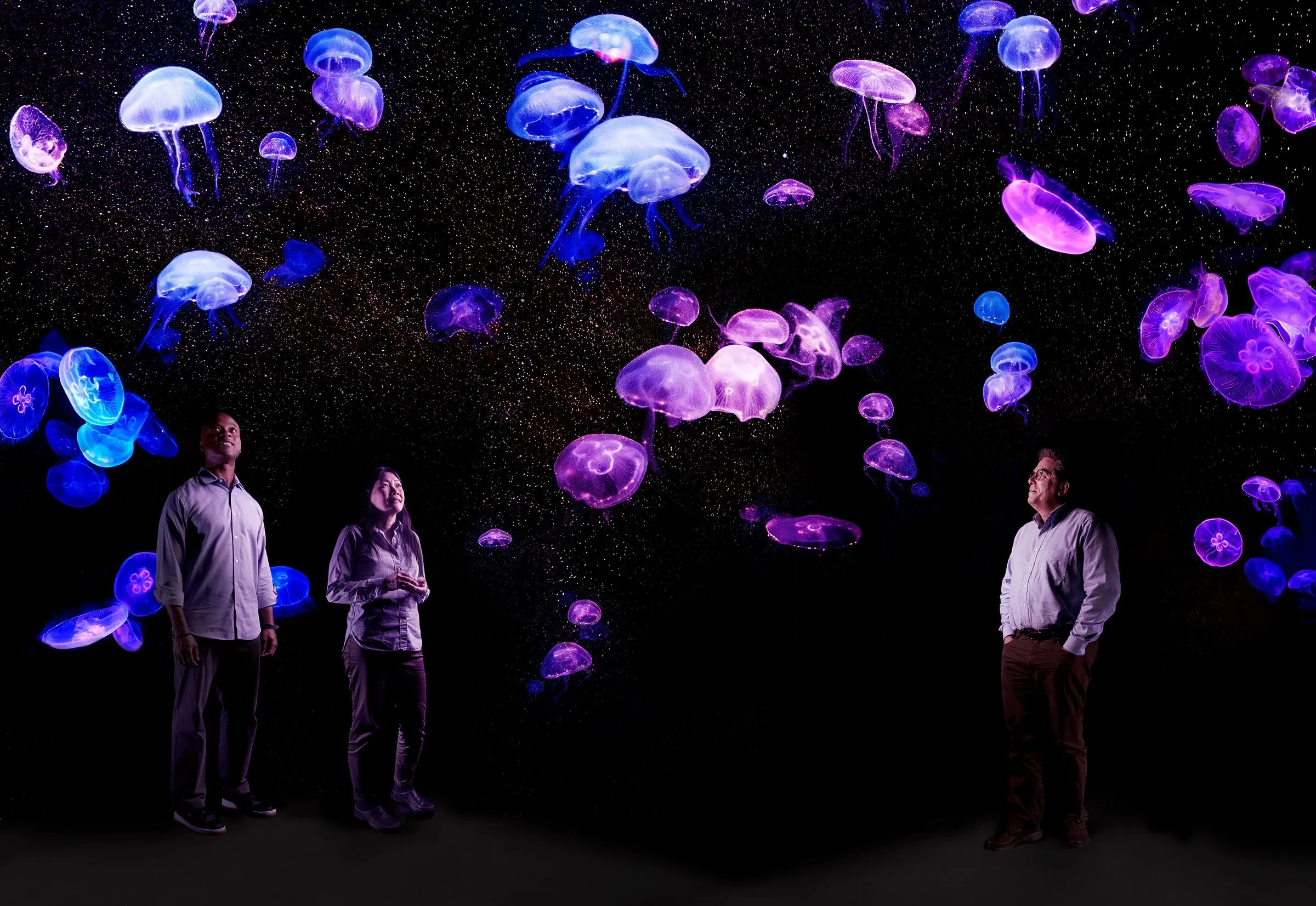 Study Reveals Jellyfish and Anemones Share Sleep Patterns
