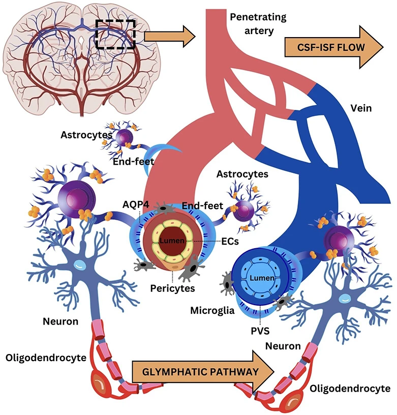 Exercise Boosts Brain Defense Against Aging Damage