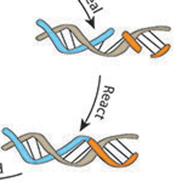Salk Institute reveals self-replicating RNA molecule evidence