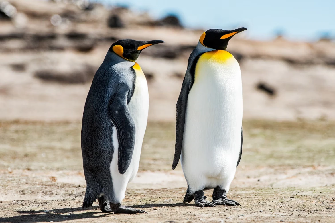 IUCN classifies emperor penguin and fur seal as endangered