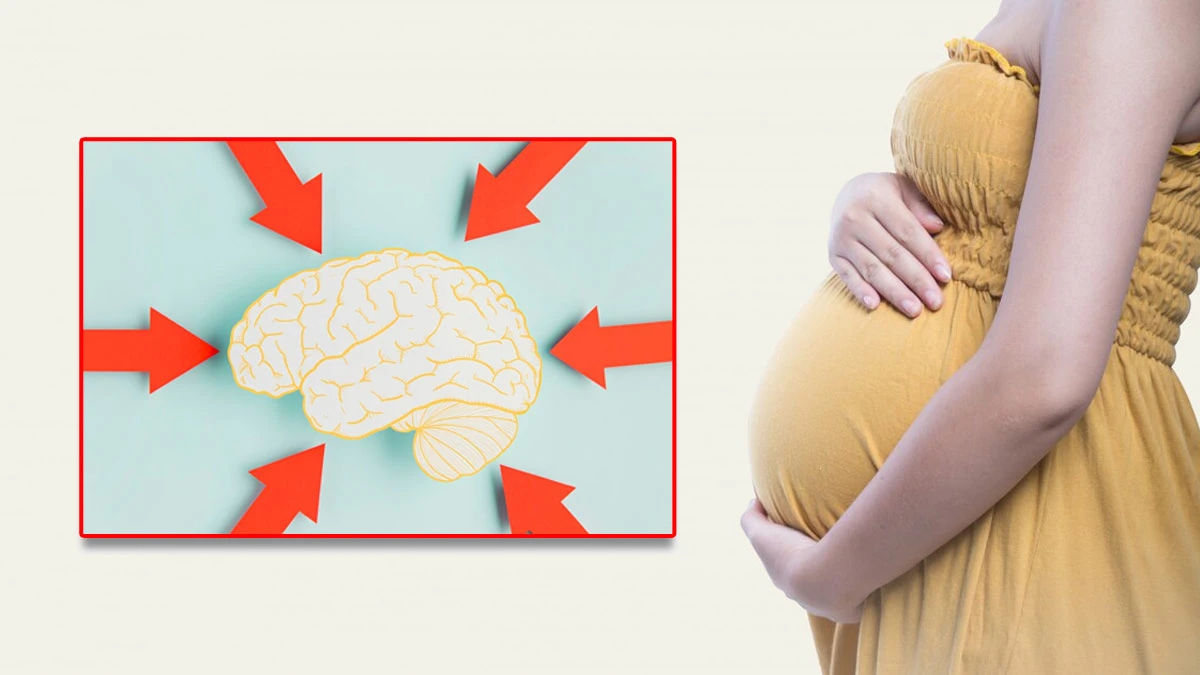 Study finds pregnancy reduces grey matter by 5 percent