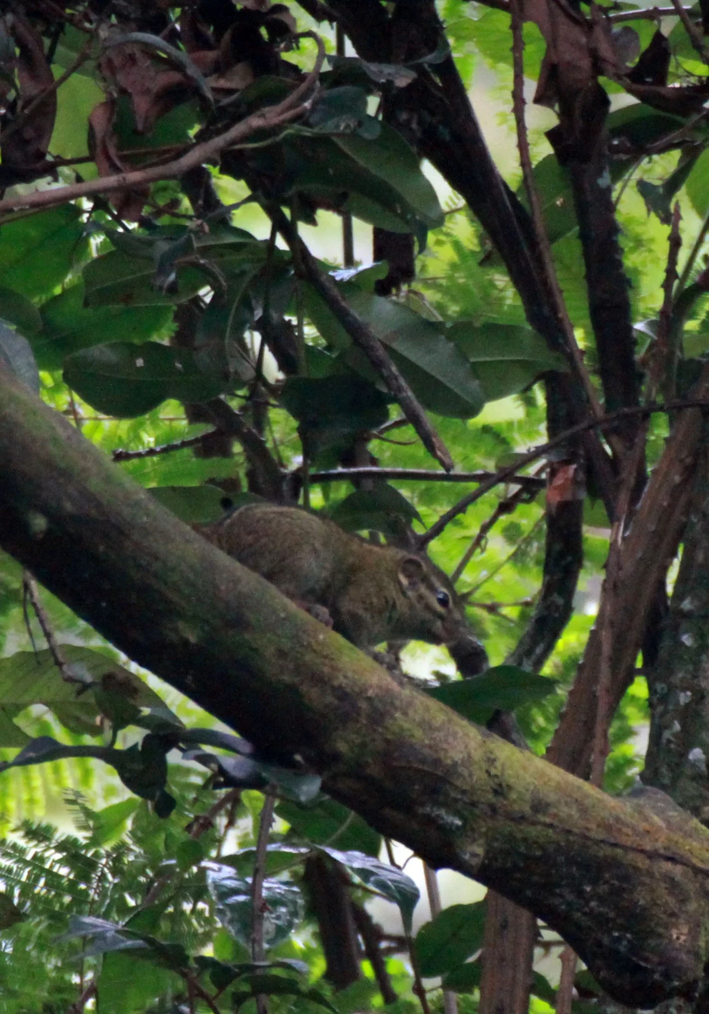 Study links fire-footed rope squirrel to 2023 mpox outbreak