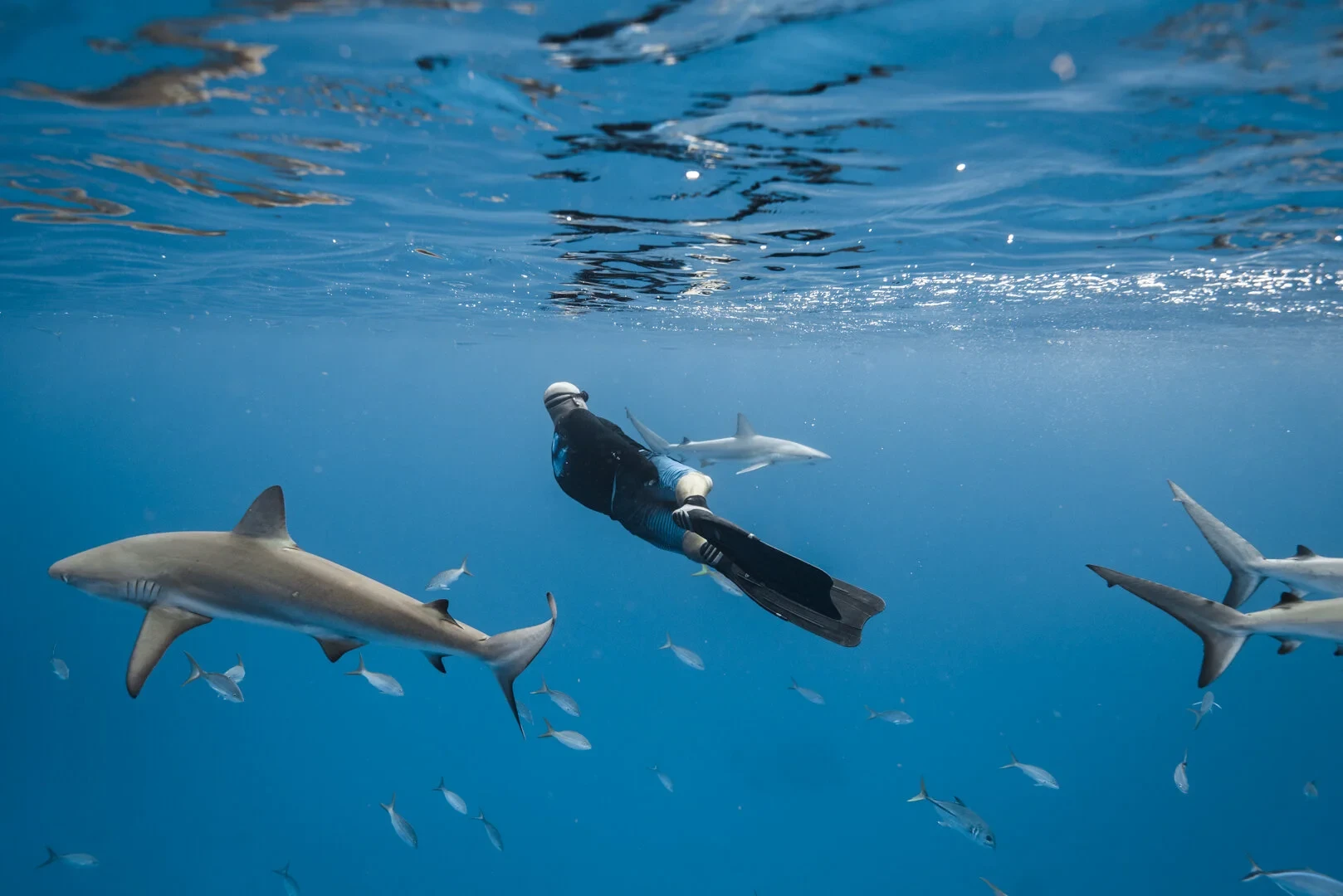 Study finds drugs in sharks near Eleuthera Island