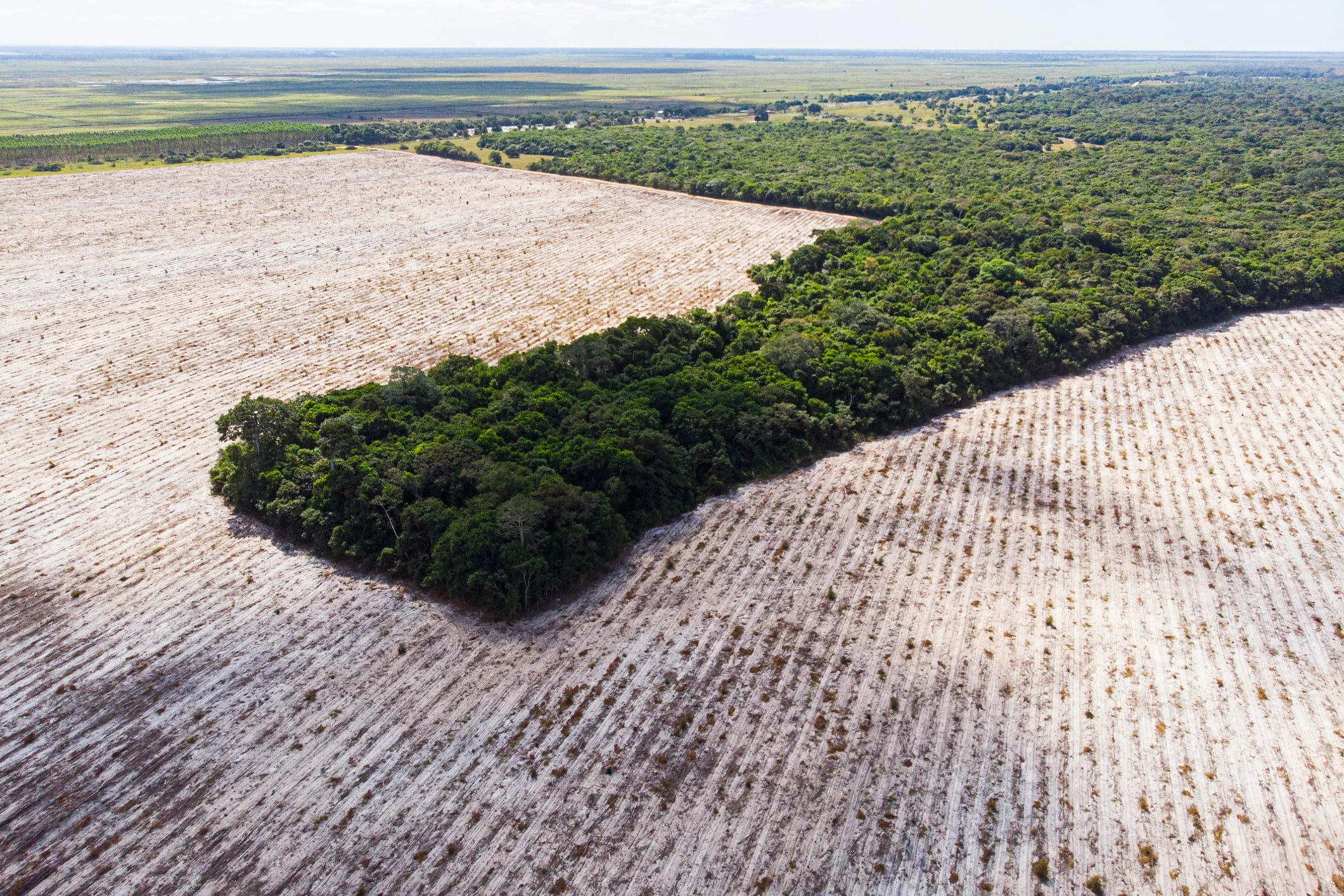 EU Postpones Deforestation Regulation Implementation to 2026